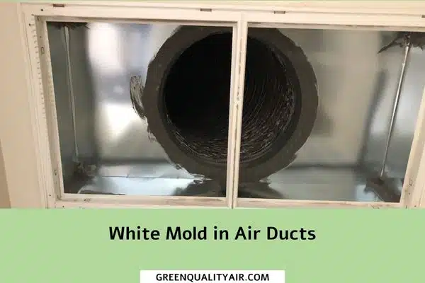 White Mold in Air Ducts