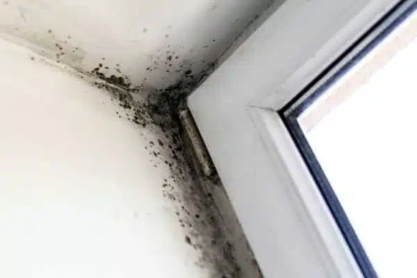 White Mold in Air Ducts